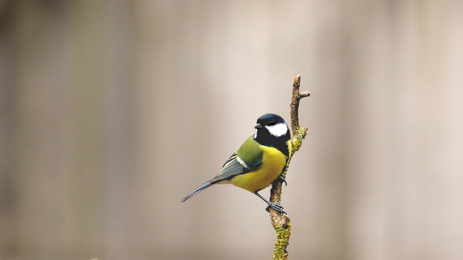 Great Tit — Ana fotoğraf